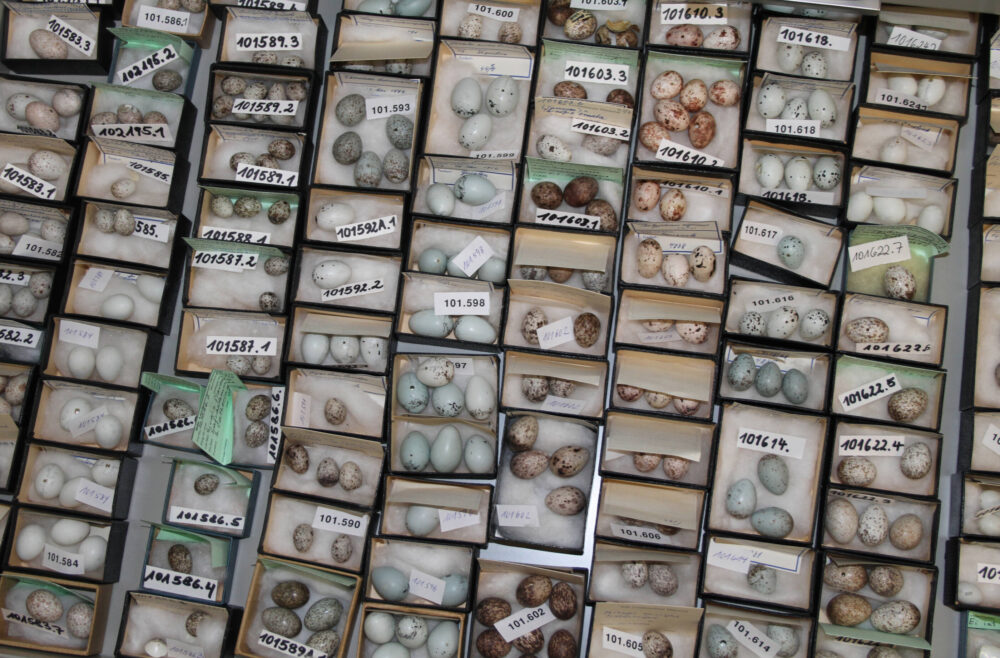 Dutzende kleine Pappschachteln mit Vogeleiern.