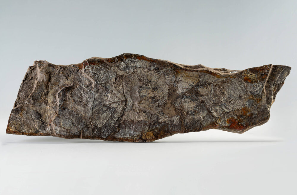 Steinplatte auf der versteinerte Laubblätter erkennbar sind.