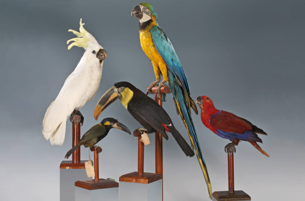 Fünf verschiedene Vogelpräparate verschiedener südamerikanischer Vogelarten mit buntem Gefieder.