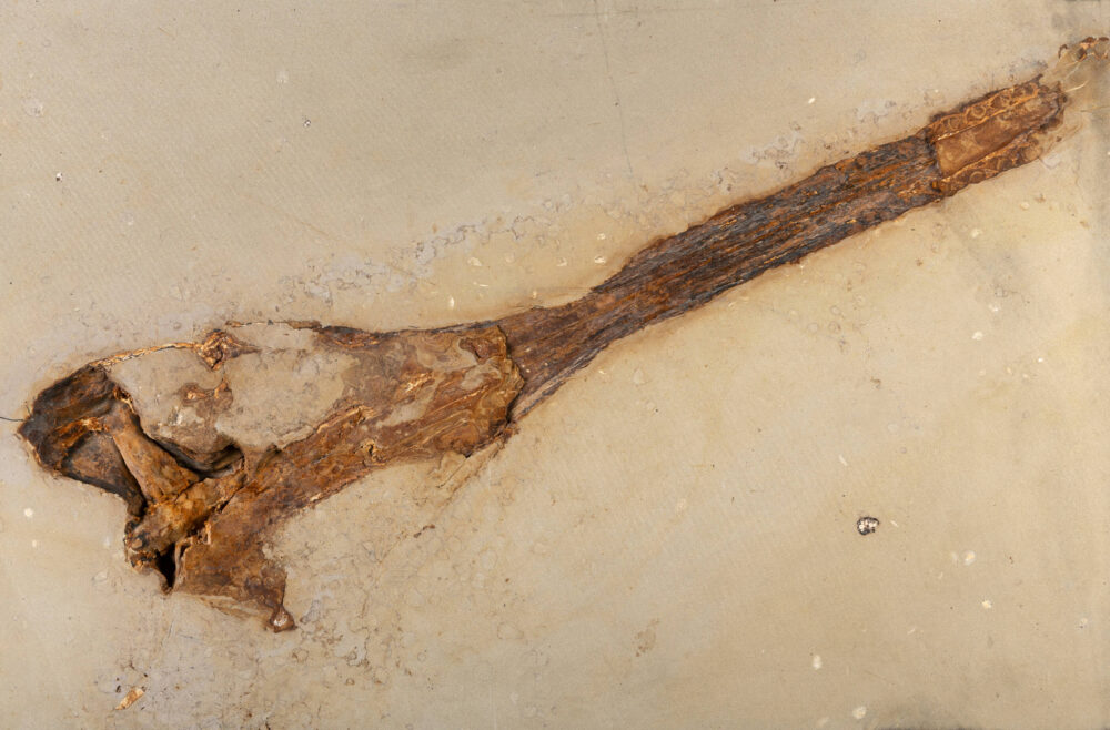 Foto eines halb freigelegten versteinerten Krokodilschädels im Sandstein.