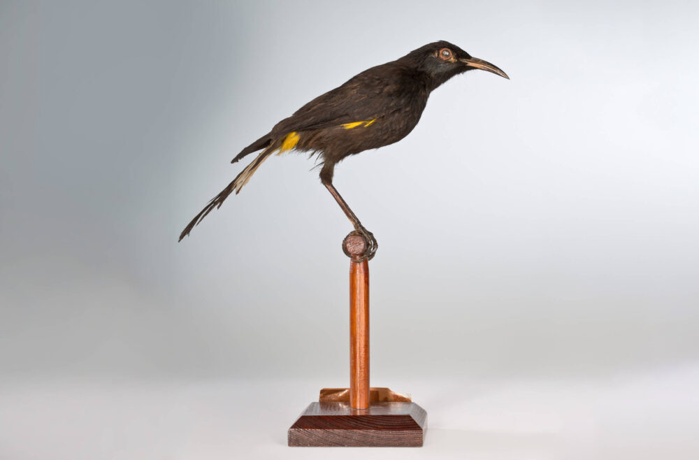 Präparats eines Moho nobilis, eines schwarzen Vogels mit gelben Stellen im Gefieder.