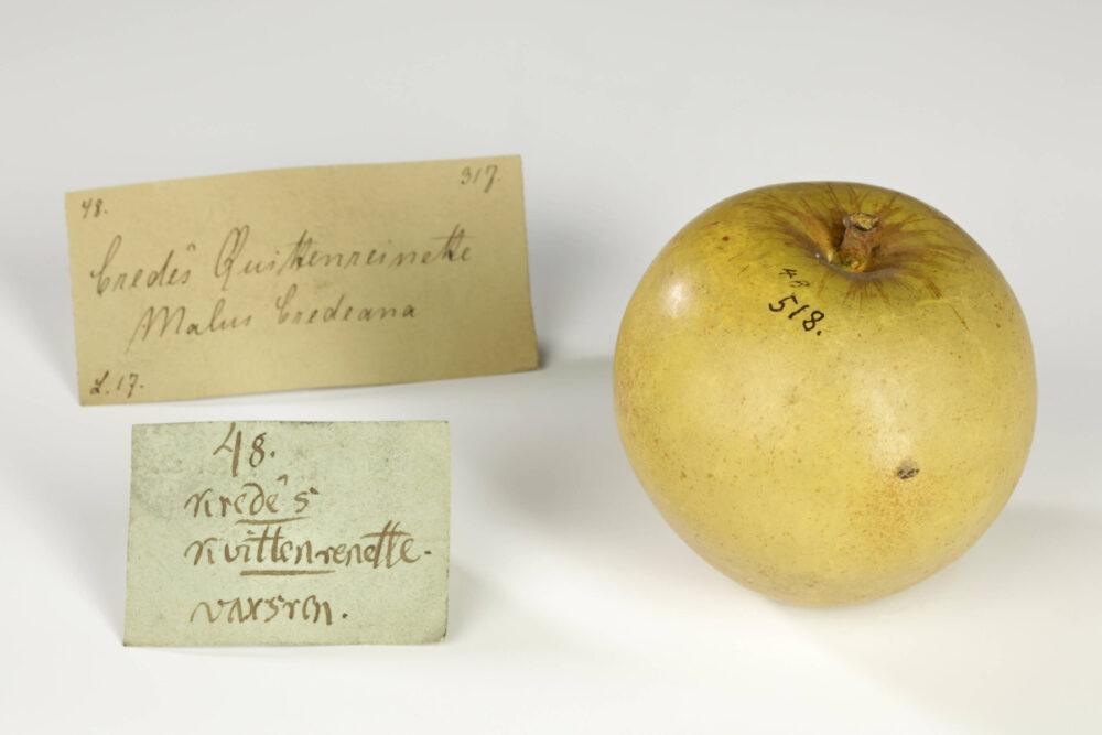 Wachsapfels der Sorte „Credes Quittenrenette“, was die danebenstehenden historischen Schilder anzeigen.