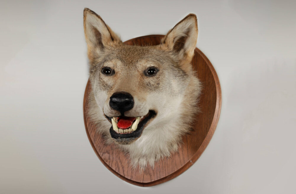 Foto des präparierten Wolfskopfs des sogenannten „Würgers von Lichtenmoor“.