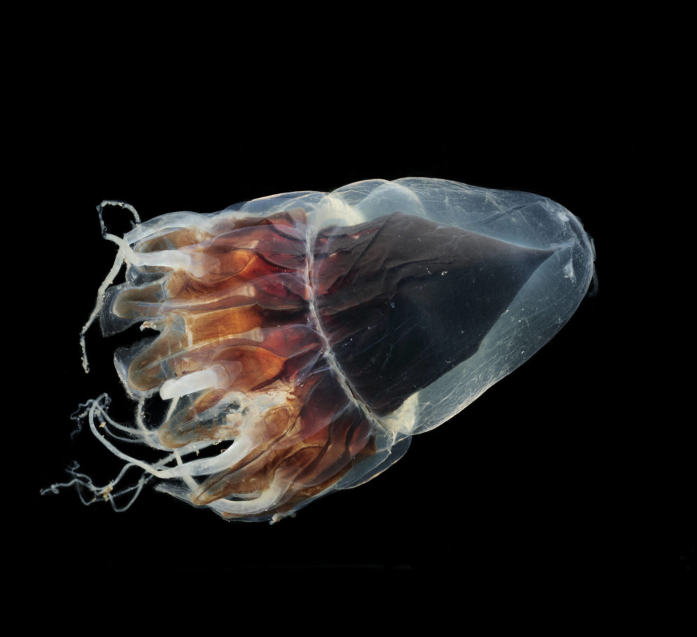 Von links nach rechts schwimmende Tiefseequalle mit transparent-orangefarbenem Körper vor schwarzem Hintergrund.
