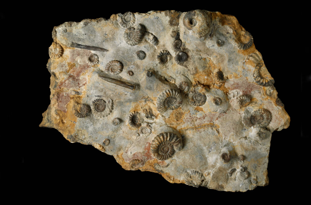 Steinplatte mit diversen fossilen Ammoniten und Belemniten.