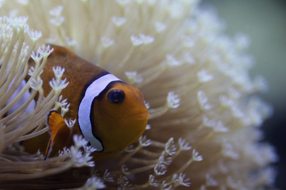 Ein Anemonenfisch schaut mit der Vorderseite des Körpers aus einer Anemone heraus.
