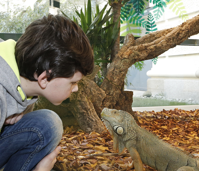 Ein Junge beobachtet hockend einen Leguan aus der Nähe.