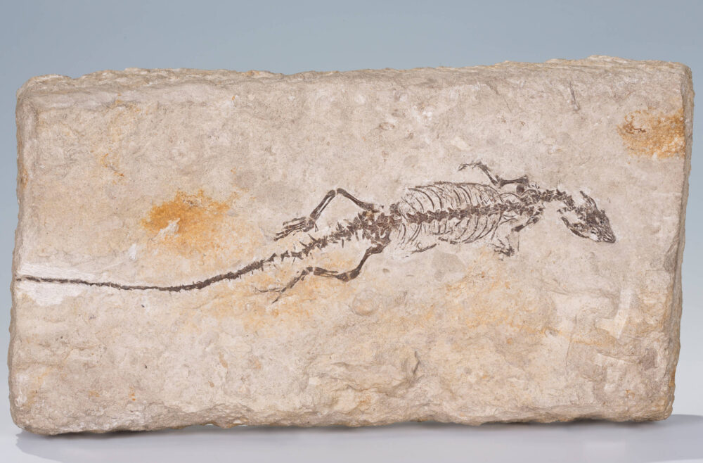 Steinplatte mit fossilem Echsenskelett.