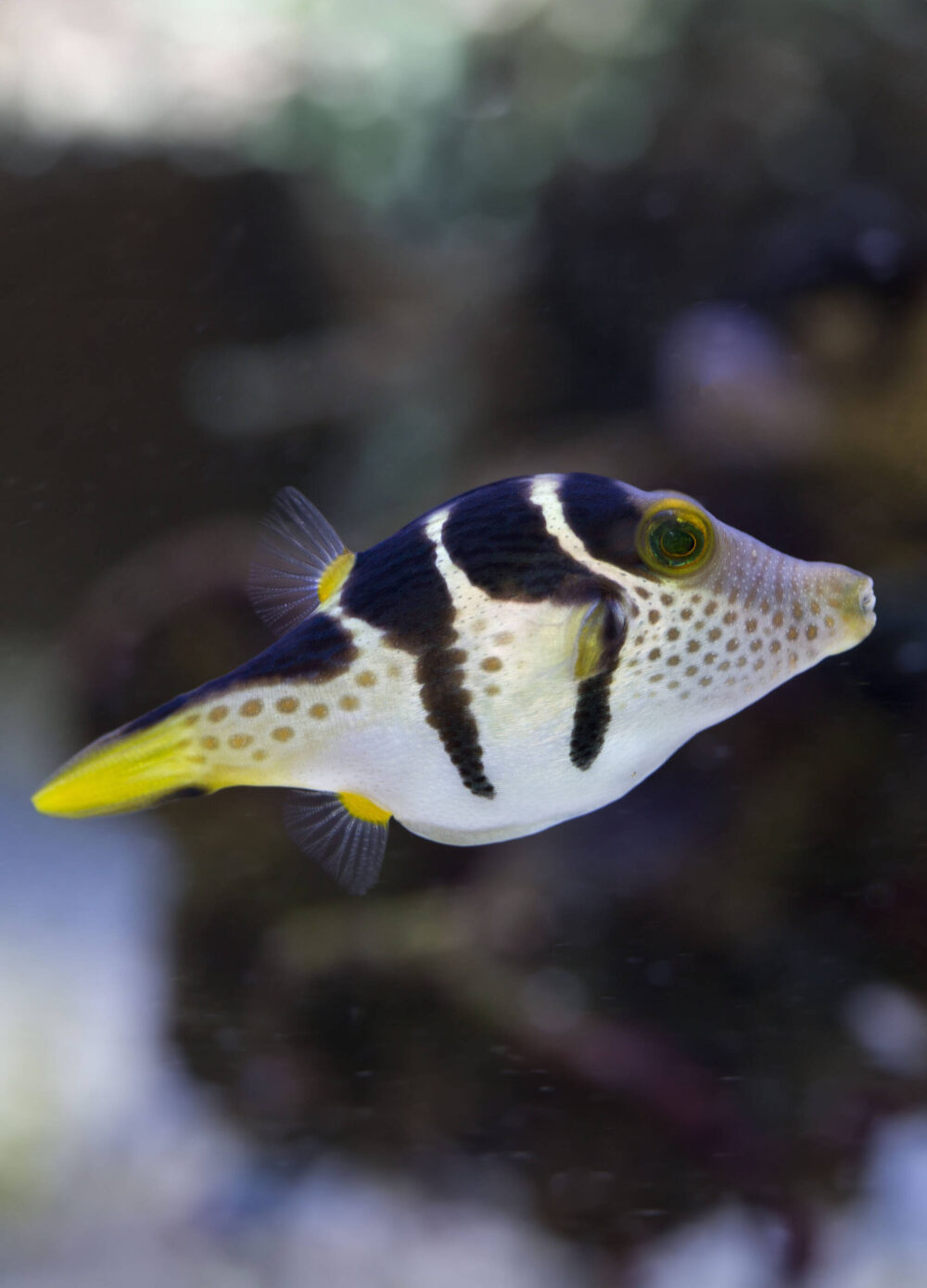 Ein Sattel-Spitzkopfkugelfisch von der Seite.