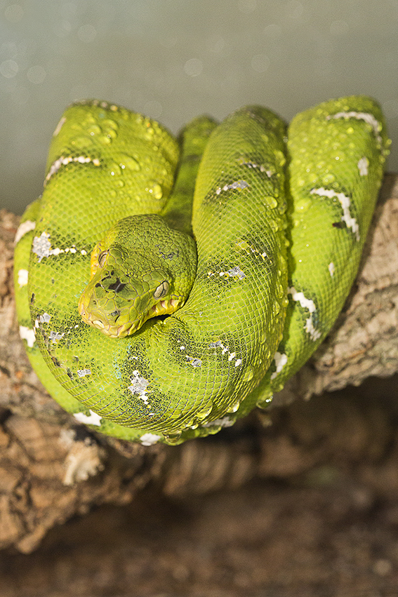Eine grüne Schlange mit einzelnen weißen Streifen, die in sich verschlungen auf einem Ast liegt.