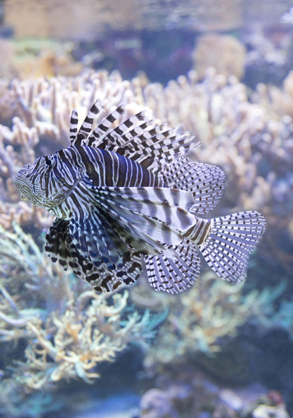 Ein Feuerfisch mit braun-weißen Streifen und vielen Flossen, die stachelartig in verschiedene Richtungen abstehen.