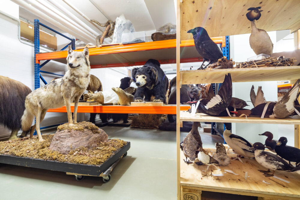 Foto von verschiedenen Tierpräparaten wie Wolf, Bär, Seehund, Schlange und weitere im naturkundlichen Depot.