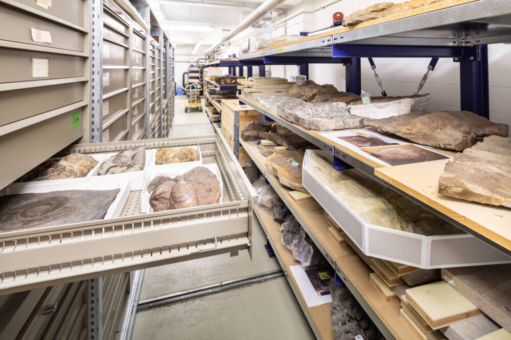 Im Depot lagern viele Objekte: Eine geöffnete Schublade zeigt Versteinerungen, in den Regalen liegen große Steine.