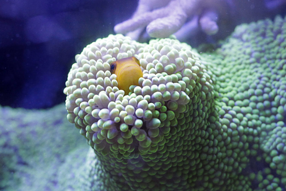 Ein Anemonenfisch, der sich in einer Anemone versteckt und von dem nur Augen und Maul herausgucken.
