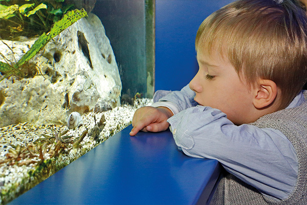 Ein blonder Junge beobachtet einen Wels im Aquarium des Landesmuseums.