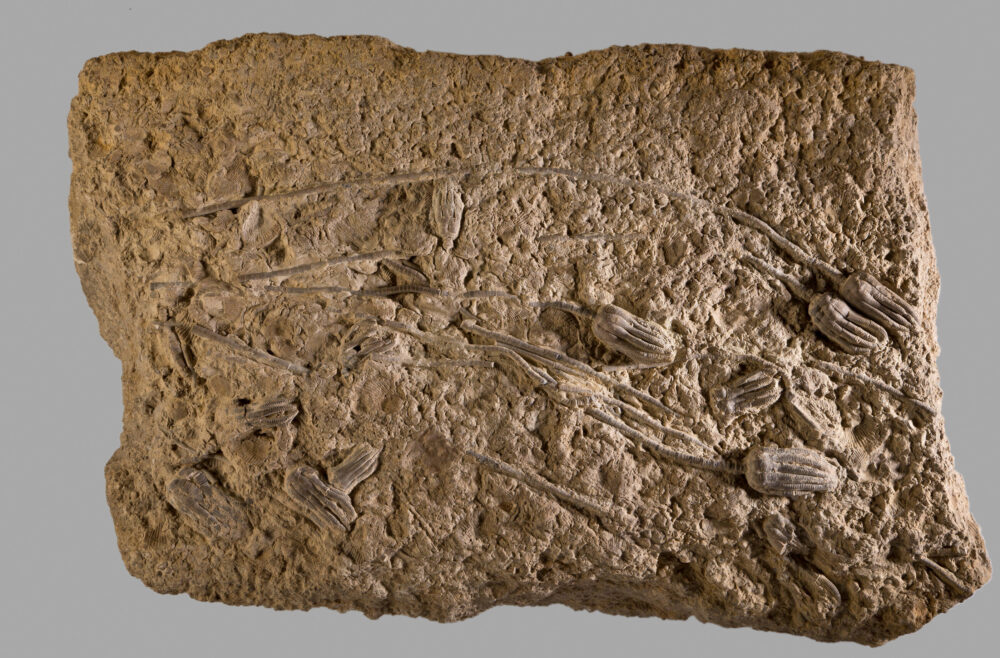 Steinplatte mit fossilen Seelilien.