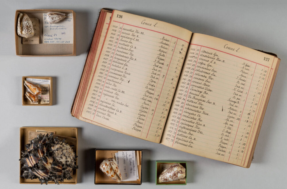 Mehrere kleine Pappschachteln mit Muscheln und ein aufgeschlagenes Buch, in welchem diese aufgelistet und benannt sind.