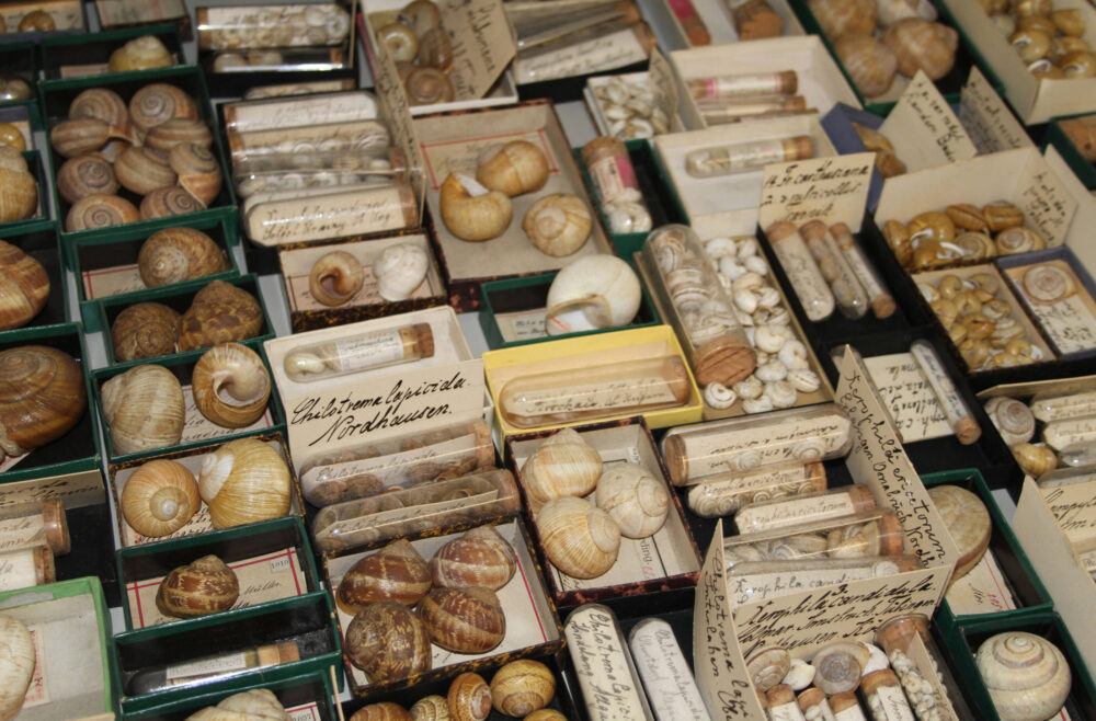 Detailblick in eine Depotschublade der Naturkunde mit zahlreichen kleinen mit Schneckenhäusern gefüllten Schachteln.