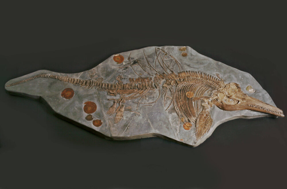 Versteinerter Fischsaurier auf einer Gesteinsplatte.