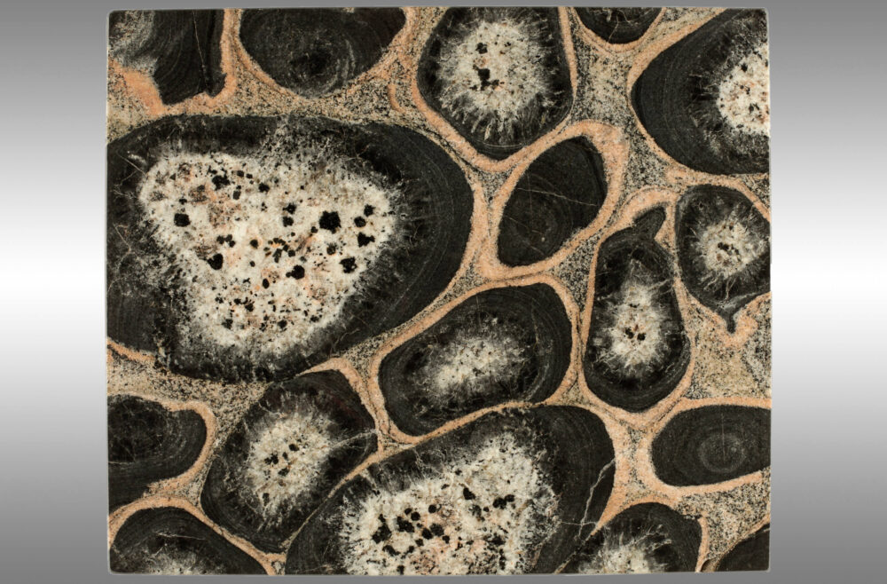 Gesteinsplatte, auf der rund-ovale dunkelgraue Areale auf hellgrau-braunem Grund zu sehen sind.