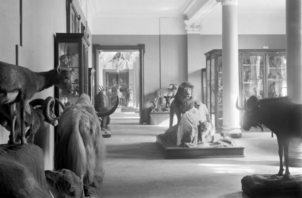 Schwarz-Weiß-Foto der ehemaligen Ausstellung im Landesmuseum Hannover (frühes 20. Jahrhundert).