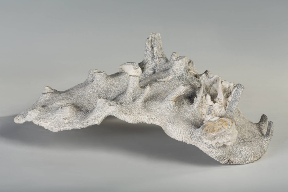 Foto eines versteinerten Kieselschwamms, der eine leicht konvexe Wölbung aufweist.