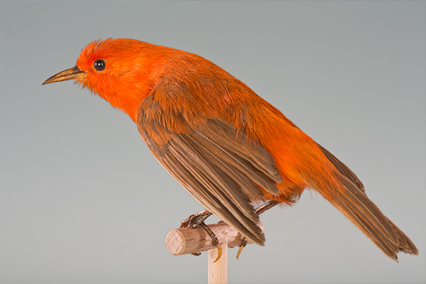 Ein Präparat eines orangefarbenen kleinen Vogels ist auf einer Holzstange vor hellgrauem Hintergrund drapiert.