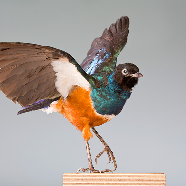 Das Präparat eines Vogels mit braun-weiß-orange-blauem Gefieder und zum Losfliegen ausgebreiteten Flügeln.