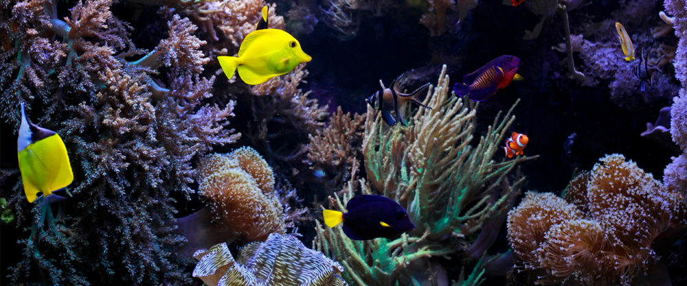 Blick in ein Aquarium mit bunten Fischen.